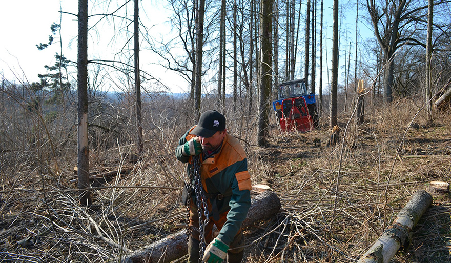 A forest worker prepares bark-beetle-infested logs for removal from the forest