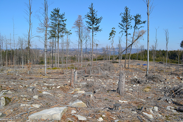 Remnants of a highland forest attacked by bark beetles