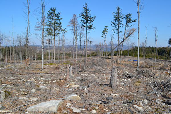 Dans la région de Vysočina, une forêt a été attaquée par les bostryches, des coléoptères de la sous-famille des scolytes