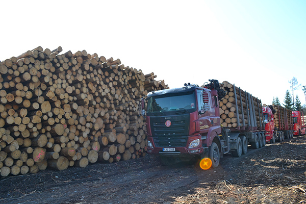 Trucks loaded with wood are waiting to go