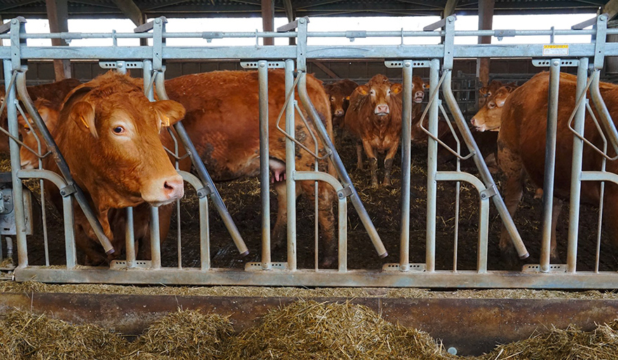 Située dans les hauteurs de Mende (Lozère), l'exploitation familiale d'Albert et Pierre Privat compte 60 vaches laitières et 50 vaches à viande