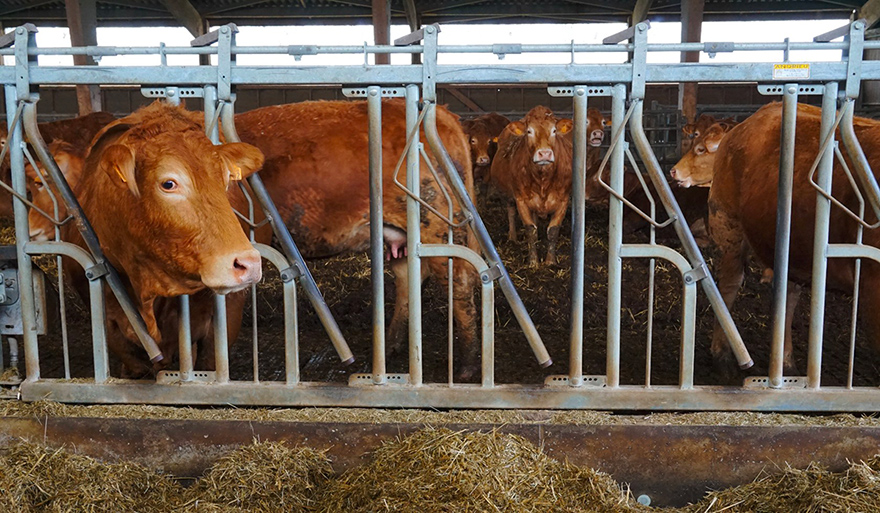 Located in the hills above Mende, the family farm has 60 dairy cows and 50 beef cows