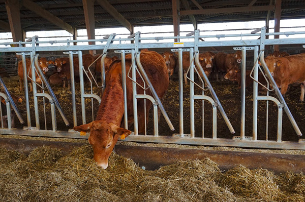 This is the family farm. The land has been here for generations, we know it almost by heart. It’s the same for the animals, insists Pierre Durand