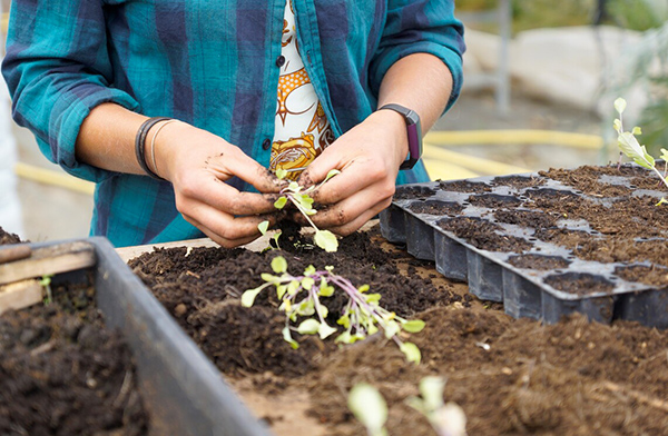 While other trainees are working on the outdoor plot, Eve is potting in the greenhouse