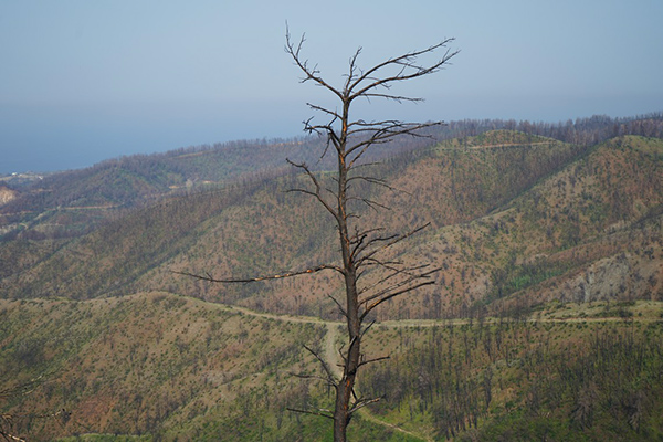 The vast expanses of burnt trees betray the scale of the destruction